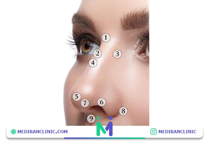 مشخصات آناتومی بینی